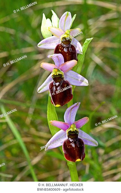 Hybrid-Blasses-und Stattliches-Knabenkraut (Ophrys x obscura), hybrid between Ophrys holoserica and Ophrys sphegodes, Germany