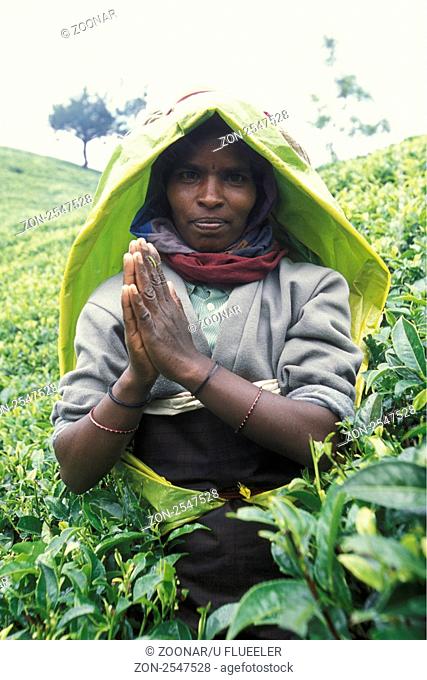 Eine Tee Pflueckerin in den Tee Plantagen von Nuwara Eliya im Zentrum von Sri Lanka in Asien