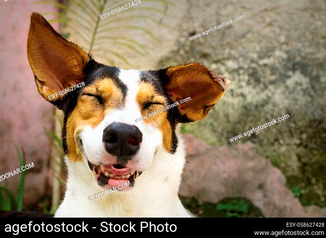 Grinning laughing dog with closed eyes and white, orange and black spots lying in natural garden