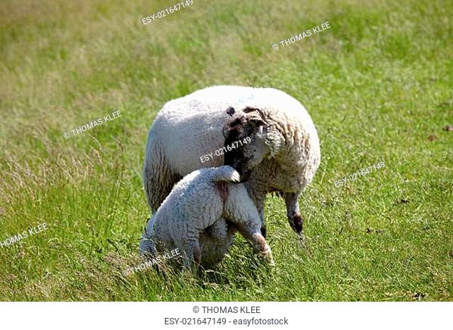Lamm möchte vom Muttertier gesäugt werden