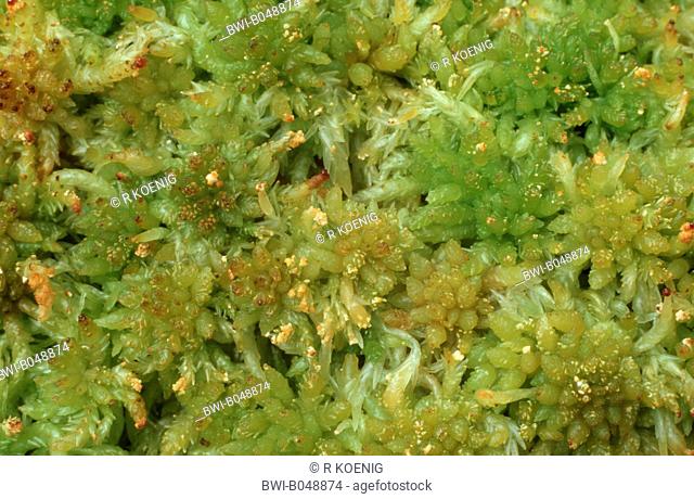 Sphagnum moss Sphagnum recurvum, top view, Germany