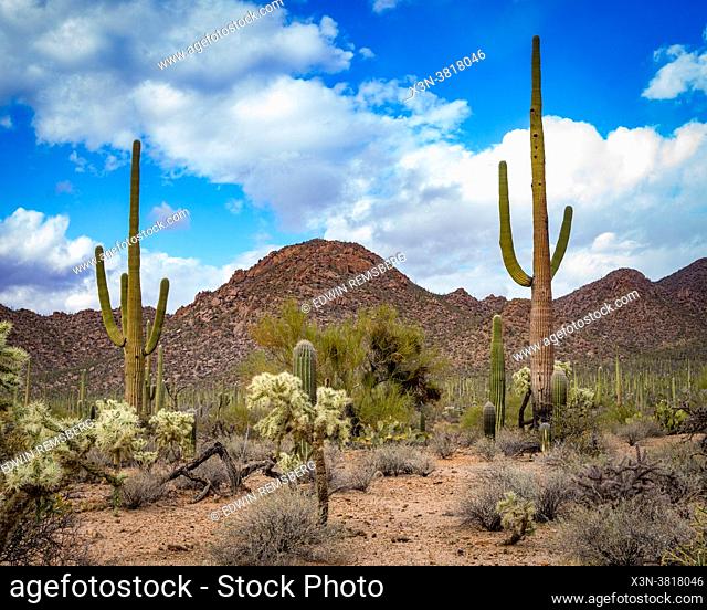 Saguaro National Park in the Sonoran desert of southern Arizona