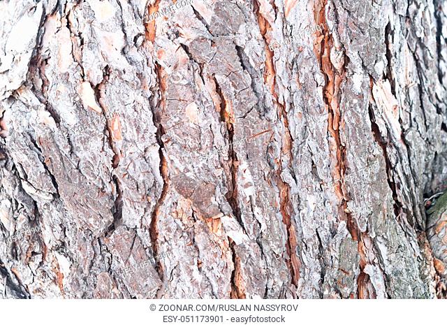close up shot of pine bark