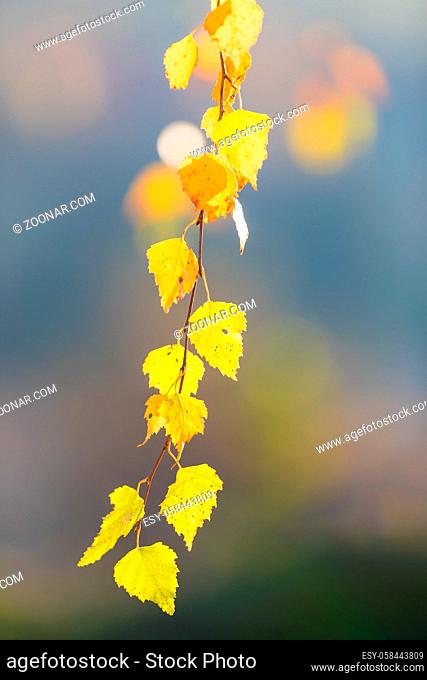 beautiful autumn yellow birch leaves. Autumn Landscape background. Fall abstract background with golden birch. autumnal naturebackdrop for design