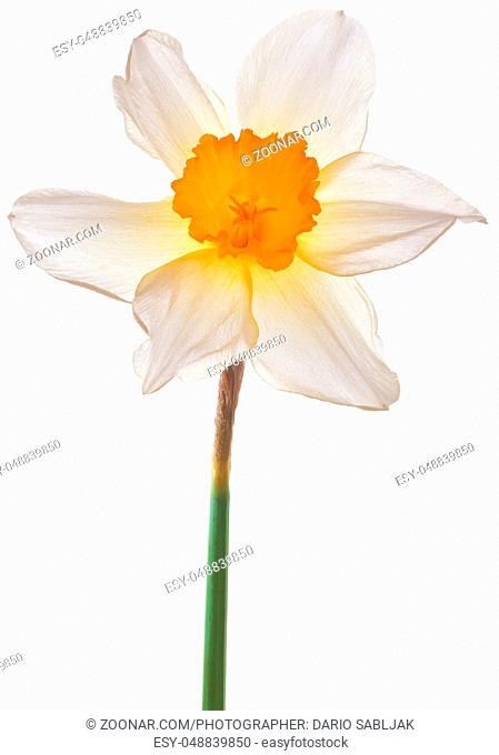Daffodil Lent Lily Isolated on White Background