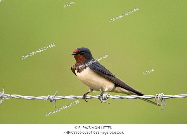 Barn Swallow Hirundo rustica adult, perched on barbed wire, Norfolk, England