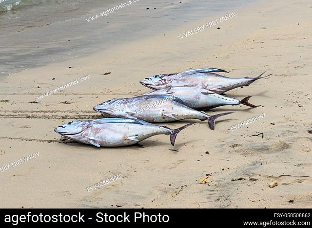 Fresh Tuna on the beach of Tamarin Bay in Mauritius