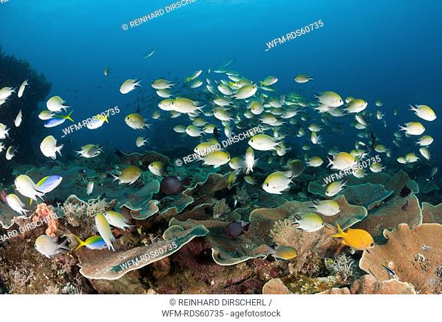 Schooling Chromis over Reef, Chromis scotochiloptera, Raja Ampat, West Papua, Indonesia