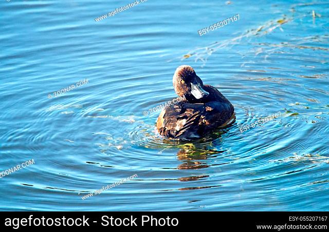 Tufted duck feeding among the seaweed (pondweed), then prink - clean the feathers (male and female)