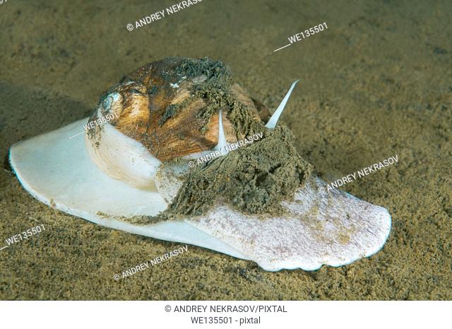 Moon shell (Cryptonatica janthostoma) Sea of Japan, Far East, Primorsky Krai, Russian Federation