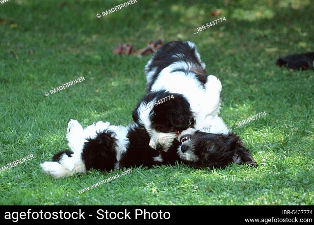 Polish Lowland Sheepdog, puppies, 8 weeks, PON, Polski Owczarek Nizinny