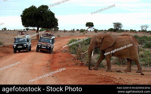 FILED - 24 August 2022, Kenya, Tsavo: An elephant crosses a gravel road in Tsavo East National Park while two safari vehicles with tourists wait for him