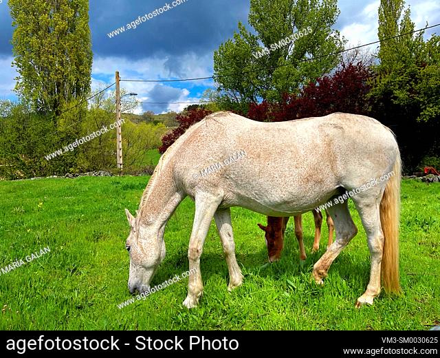 White mare with her colt in a meadow
