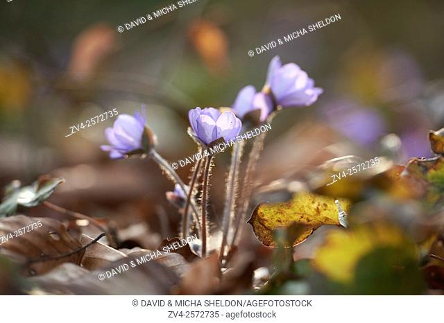 Close-up of Common Hepatica (Anemone hepatica) blossoms in spring, Germany