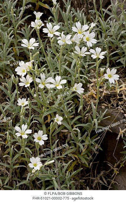 Snow-in-summer Cerastium tomentosum flowering, naturalised species, France