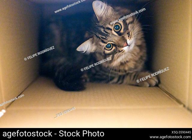 Unboxing a Norwegian Forest cat
