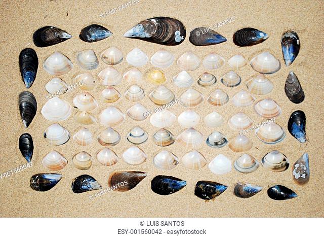 Seashells background on sand
