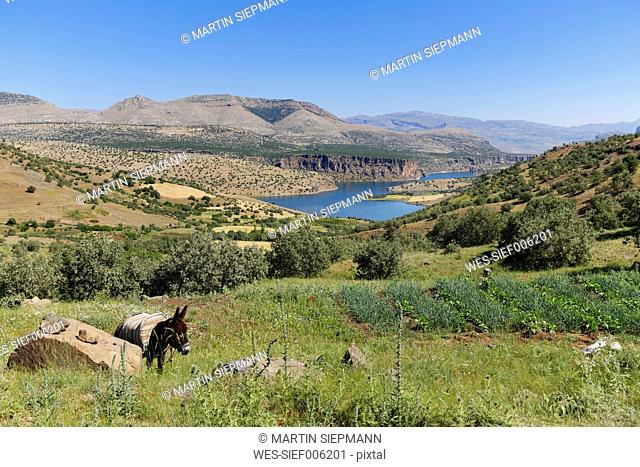 Turkey, Anatolia, South East Anatolia, Adiyaman Province, View to Reservoir Lake Atatuerk Dam, Donkey