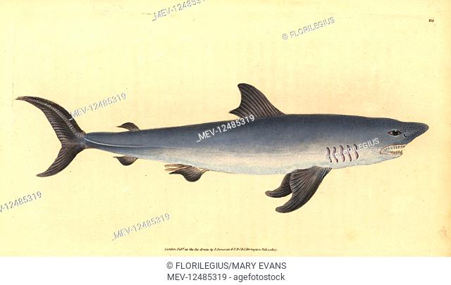 Porbeagle, Lamna nasus. Vulnerable. (Porbeagle shark, Squalus cornubicus). Handcoloured copperplate drawn and engraved by Edward Donovan from his Natural...