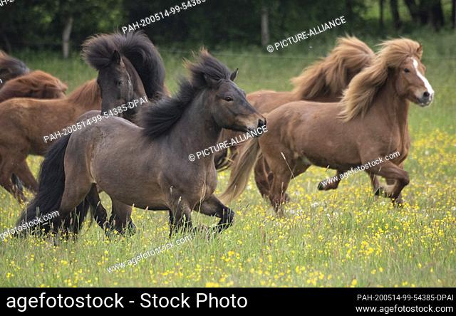 14 May 2020, Hessen, Wehrheim: For the first time this year, Icelandic horses are being put out to summer pasture after long months in the stables