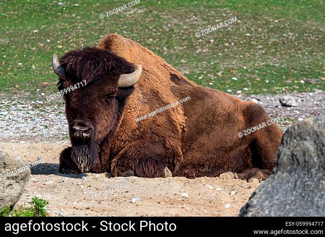 The American bison or simply bison, also commonly known as the American buffalo or simply buffalo, is a North American species of bison that once roamed North...