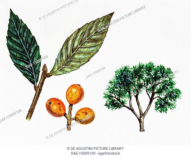 Loquat or Japanese medlar (Eriobotrya japonica), Rosaceae, tree, flowers and fruit, illustration