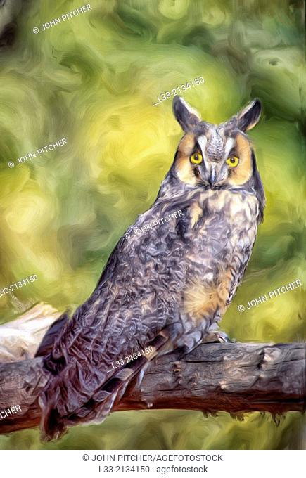 Oil painting, long eared owl