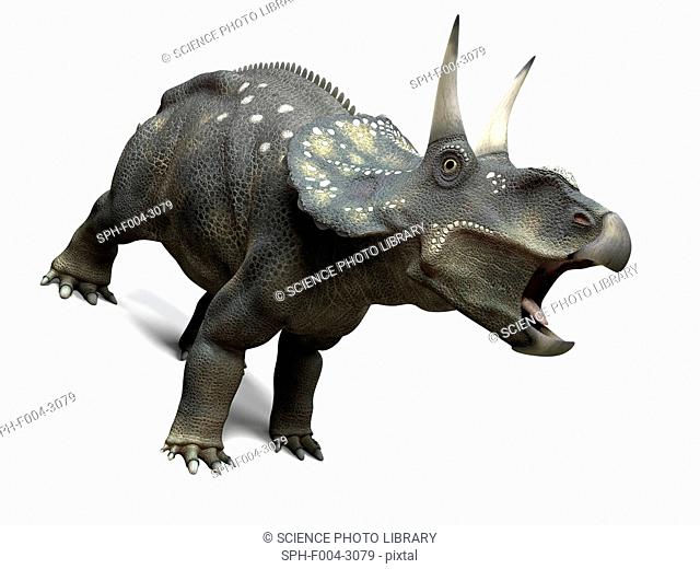 Nedoceratops dinosaur, computer artwork. This dinosaur, formerly known as Diceratops, lived 70 million years ago during the Cretaceous period