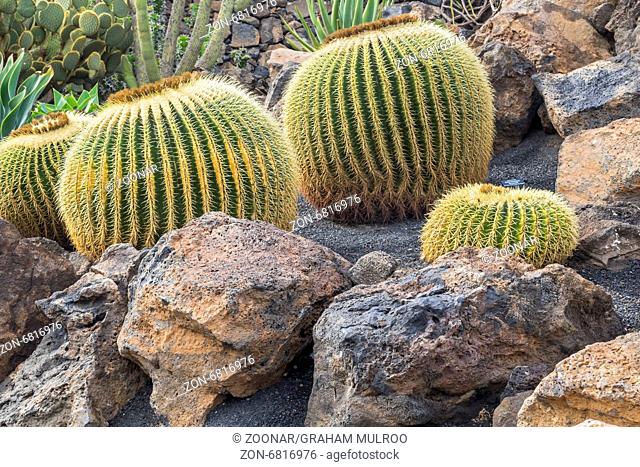 Cactus Growing Among The Rocks Lanzarote Canary Is