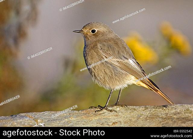 Black Redstart, black redstarts (Phoenicurus ochruros), songbirds, animals, birds, Black Redstart immature male, first autumn plumage, standing on rock, Finland