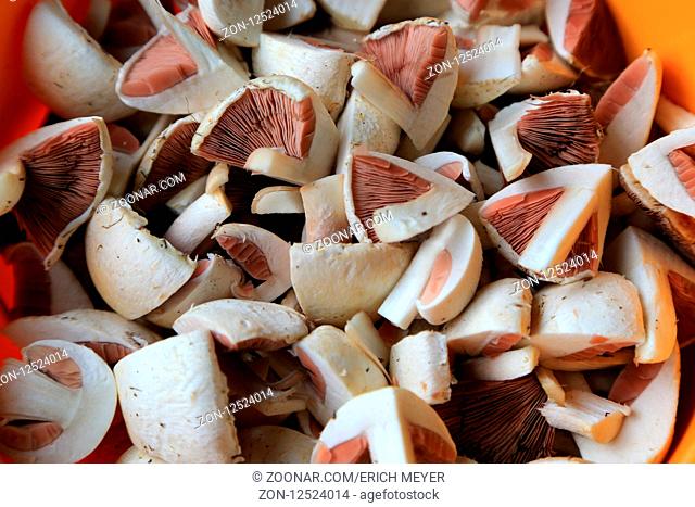 Pilzgericht vom Wiesenchampignon, Field mushroom, Agaricus campestris, Pilz des Jahres 2018