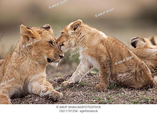 Lion (Panthera leo) cub aged about 9 months playing with a younger cub aged about 4 months, Maasai Mara National Reserve, Kenya