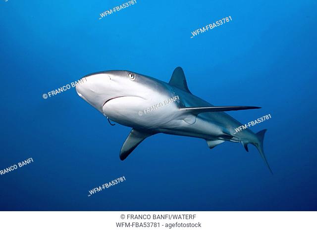 Caribbean Reef Shark, Carcharhinus perezi, Caribbean Sea, Bahamas