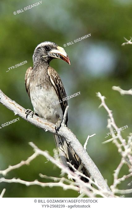 African grey hornbill (Tockus nasutus) - Etosha National Park, Namibia, Africa