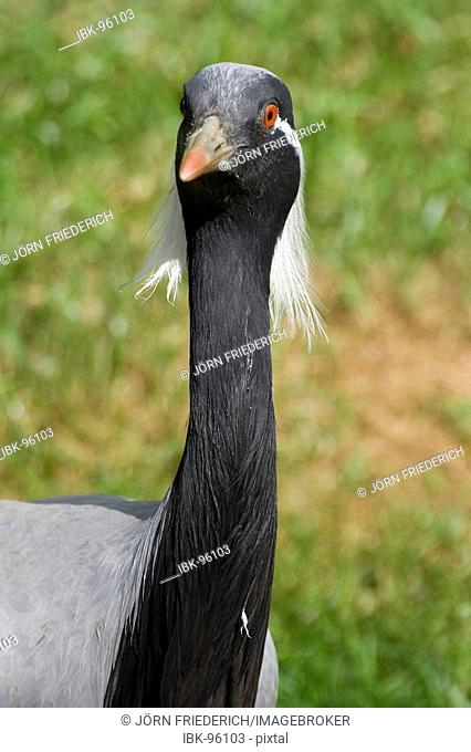 Portrait of a Demoiselle crane