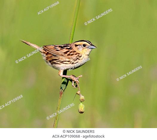 A Le Conte's Sparrow, Toxostoma lecontei, perches in the grass in a Saskatoon field, in Saskatchewan, Canada