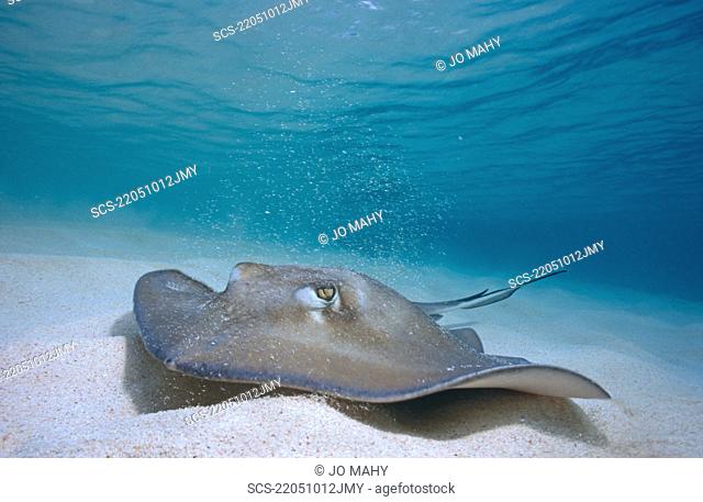 Southern Sting Ray Dasyatis Americana swimming over sandy seabed in shallow water Cayman Islands