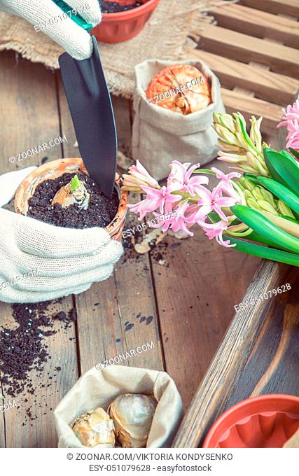 Gardening and planting concept. Woman hands planting hyacinth in ceramic pot. Seedlings garden tools tubers (bulbs) gladiolus and hyacinth flowers pink hyacinth