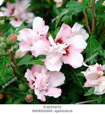 shrubby althaea, rose-of-Sharon (Hibiscus syriacus 'Lady Stanley', Hibiscus syriacus Lady Stanley), cultivar Lady Stanley, blooming