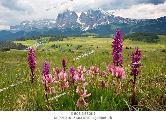 Spectacular flowery grasslands with Early Purple Orchids, and Alpine Clover on the Seiser Alm / Alpe di Suisi, Dolomites, Italy