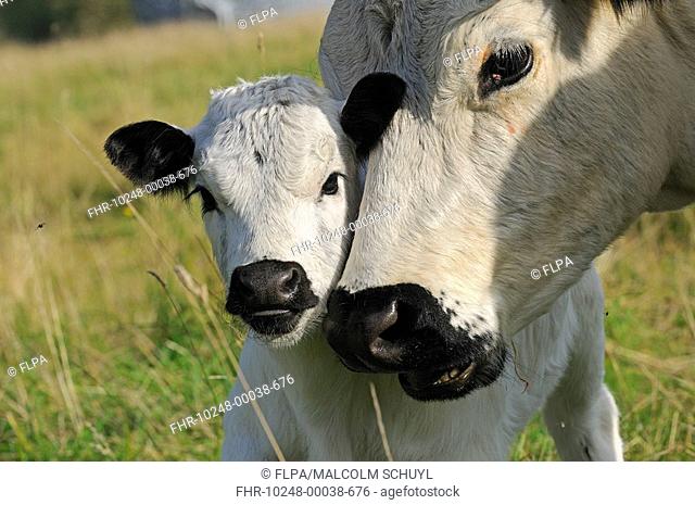 Domestic Cattle, White Park cow and calf, close-up of heads, Oxfordshire, England