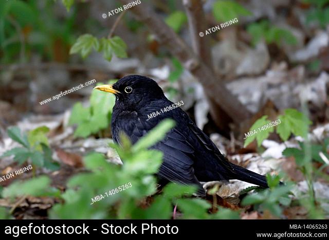 blackbird on the forest floor