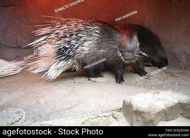 White-tailed porcupine, white-tailed porcupine, Hystix leucura, animals in Zoom Gelsenkirchen, Zoom Erlebniswelt in Gelsenkirchen, November 15, 2021