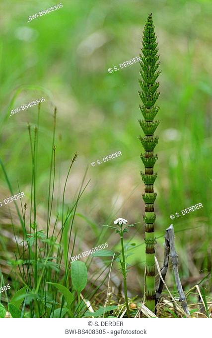great horsetail (Equisetum telmateia, Equisetum telmateja, Equisetum maximum), young sprout, Germany, Bavaria, Oberbayern, Upper Bavaria