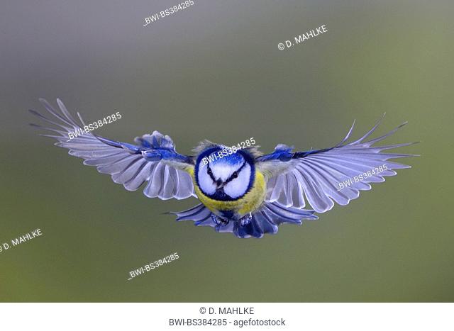 blue tit (Parus caeruleus, Cyanistes caeruleus), flying, Germany, North Rhine-Westphalia