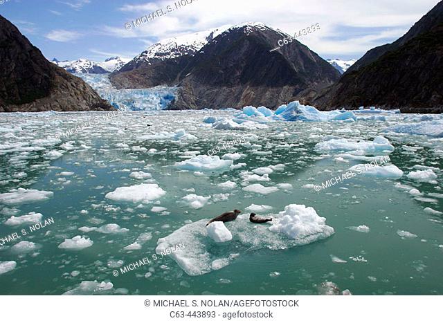The Sawyer Glacier, with a mother and pup hauled out near a tidewater glacier at the end of Tracy Arm in Southeast Alaska, USA
