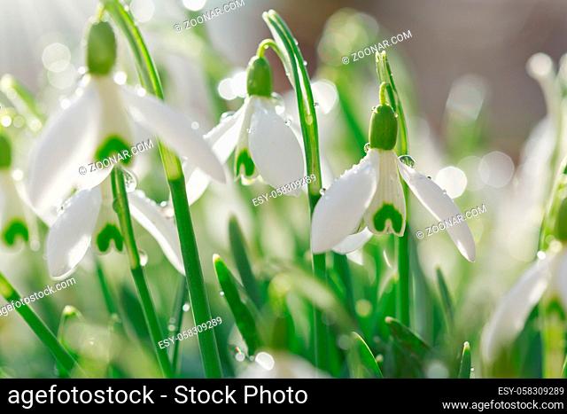Snowdrops on bokeh background in sunny spring garden under sunbeams