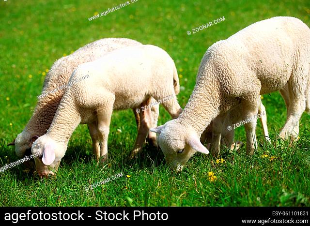 Little lambs grazing on a beautiful green meadow with dandelion