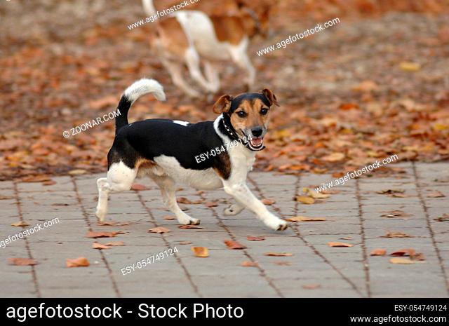 Jack Russel-Terrier, Ruede im Laub