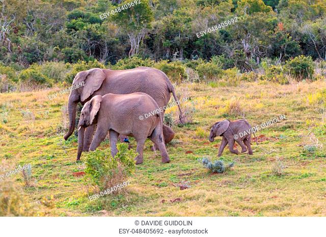 Family of elephants from Addo Elephant National Park, South Africa. African wildlife